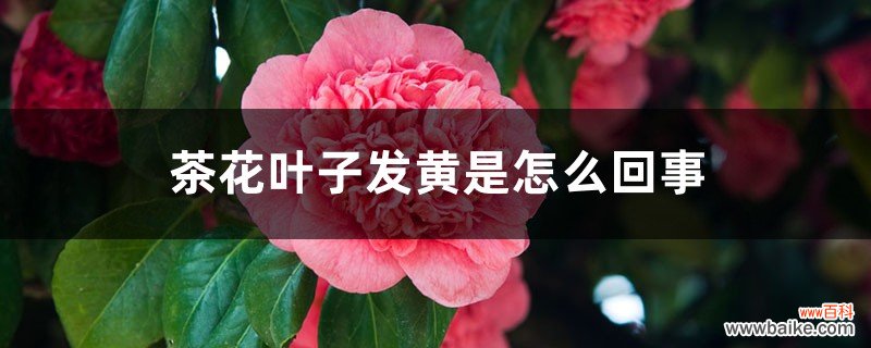 茶花叶子发黄是怎么回事