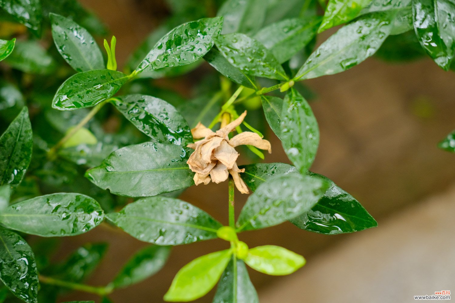 栀子花叶子发黄是什么原因