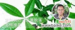 发财树叶子发黄脱落怎样挽救