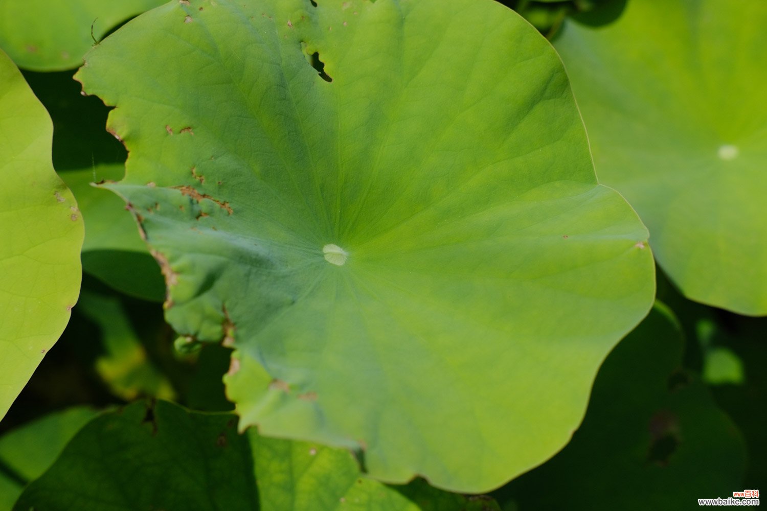 荷花竹叶子发黄怎么办