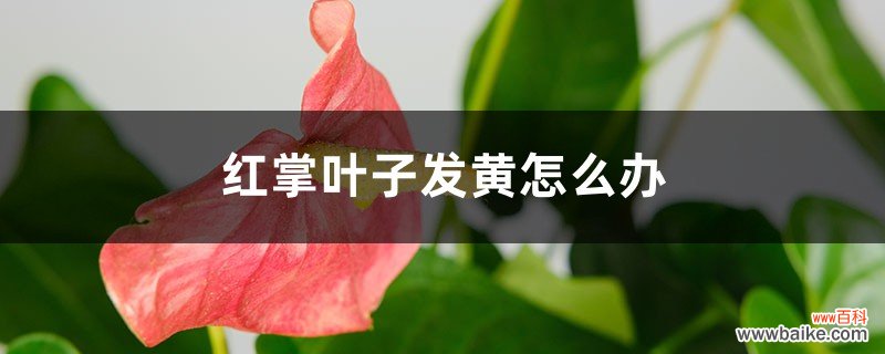 红掌叶子发黄怎么办，要剪掉吗