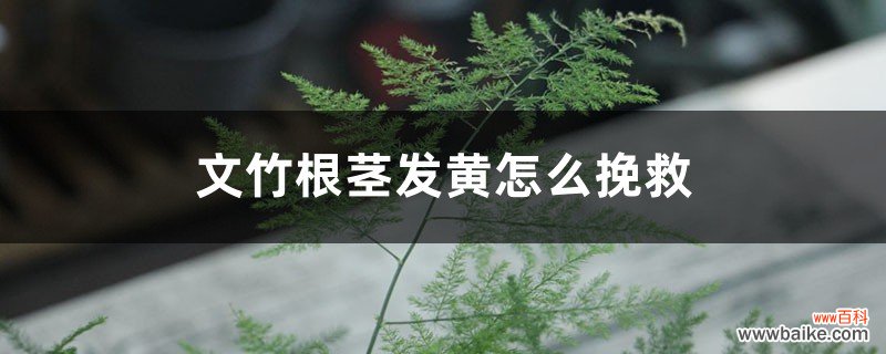 文竹根茎发黄怎么挽救，枝叶发黄怎么办