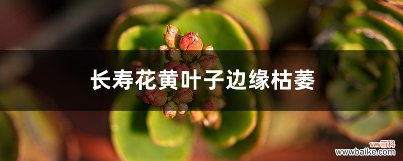 长寿花黄叶子边缘枯萎什么原因