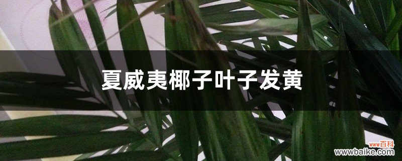 夏威夷椰子叶子发黄怎么办