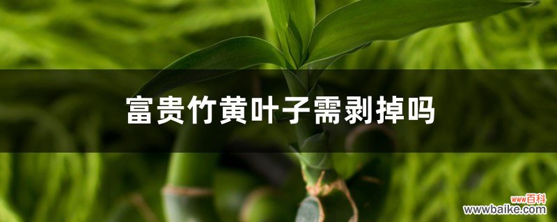 富贵竹黄叶子需剥掉吗