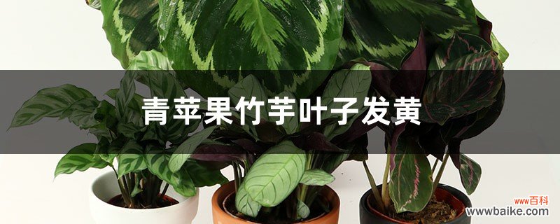 青苹果竹芋叶子发黄怎么办