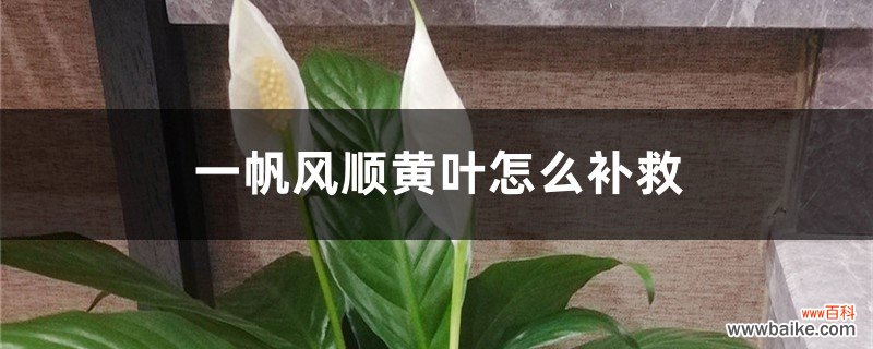 一帆风顺黄叶的原因和处理办法