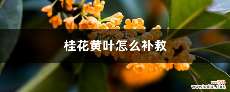 桂花黄叶的原因和处理办法