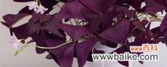 紫叶酢浆草黄叶的原因和处理办法