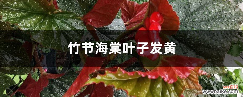 竹节海棠黄叶的原因和处理办法