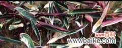紫背竹芋黄叶原因和处理办法