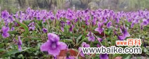 紫花地丁黄叶的原因和处理办法