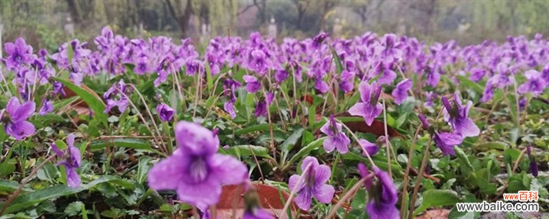 紫花地丁黄叶的原因和处理办法