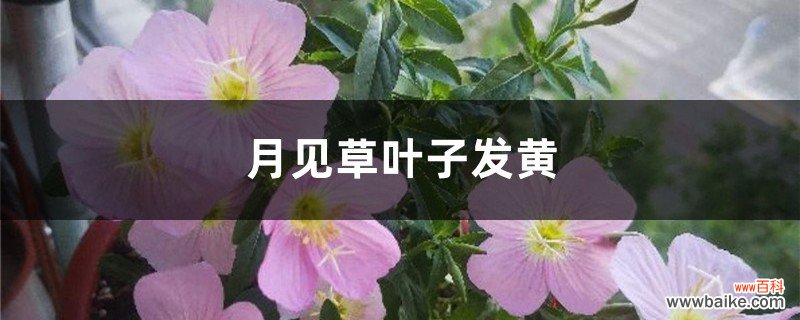 月见草黄叶的原因和处理办法