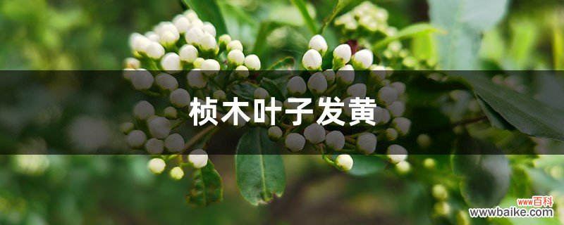 桢木黄叶的原因和处理办法