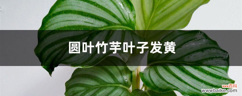 圆叶竹芋黄叶的原因和处理办法