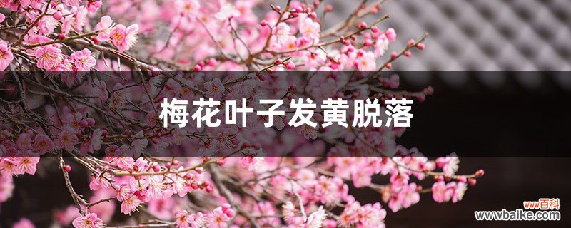 梅花叶子发黄脱落，梅花叶子掉光了还能活吗