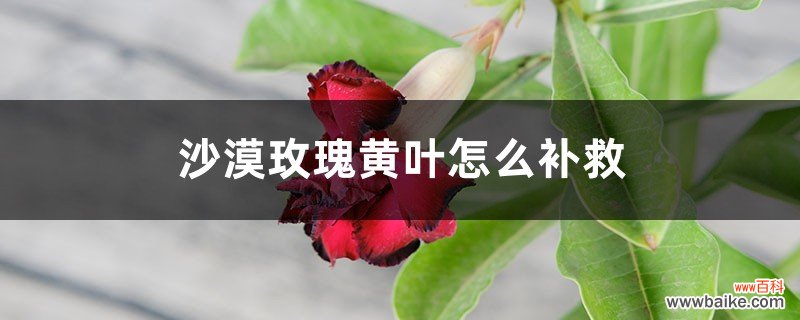 沙漠玫瑰黄叶的原因和处理办法