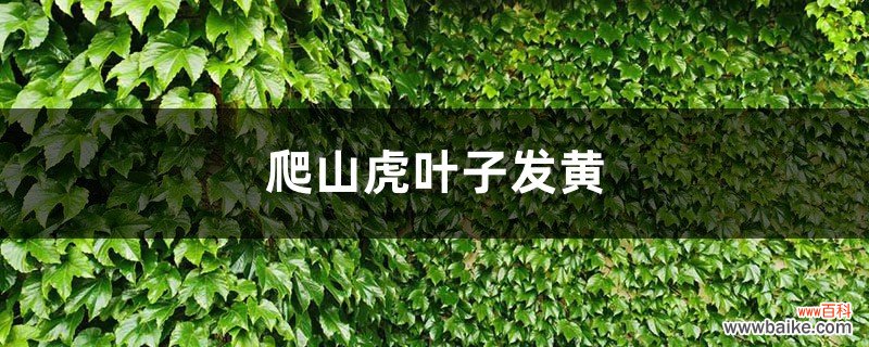 爬山虎黄叶的原因和处理办法