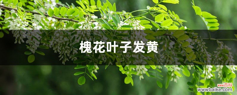 槐花黄叶的原因和处理办法