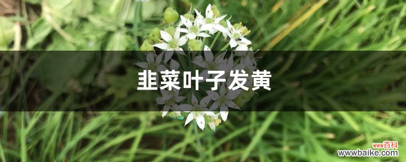 韭菜黄叶的原因和处理办法