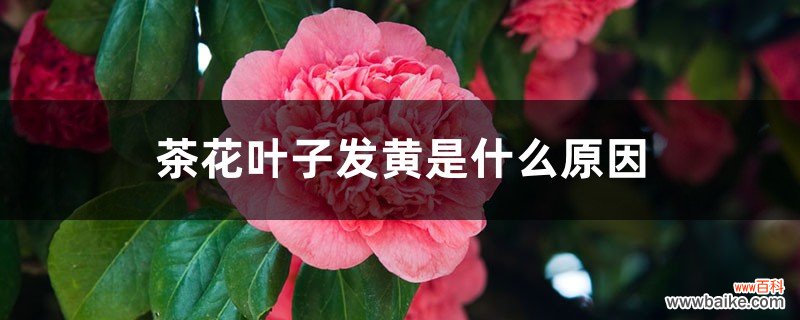 茶花叶子发黄是什么原因，茶花叶子中间一条黄