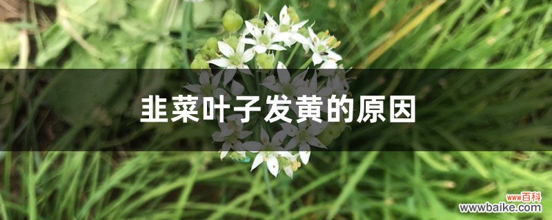 韭菜叶子发黄的原因，韭菜叶子发红还能吃吗