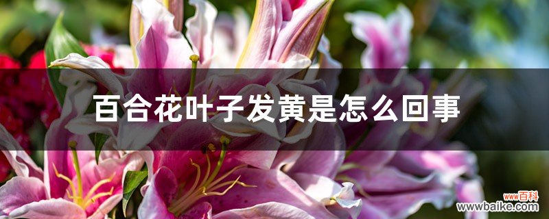 百合花叶子发黄是怎么回事，怎么救