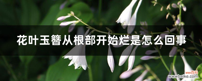 花叶玉簪从根部开始烂是怎么回事