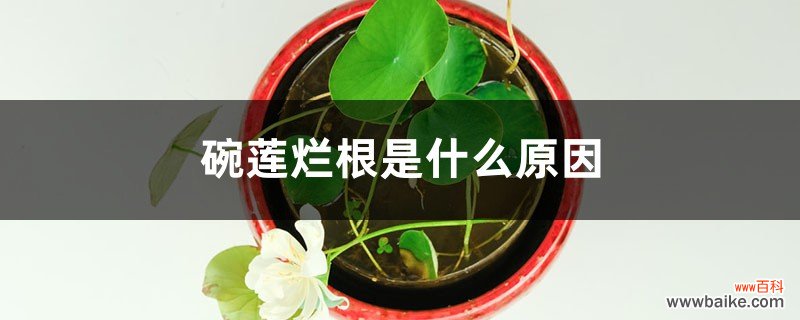 碗莲烂根是什么原因