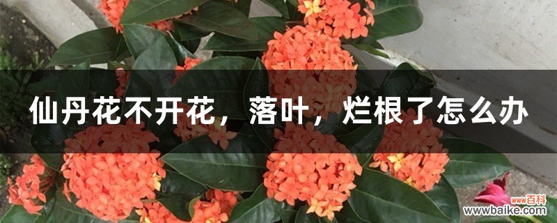 仙丹花不开花，落叶，烂根了怎么办