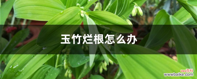 玉竹烂根怎么办