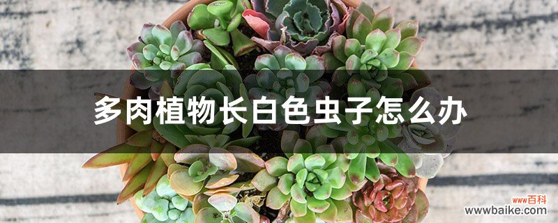 多肉植物长白色虫子怎么办