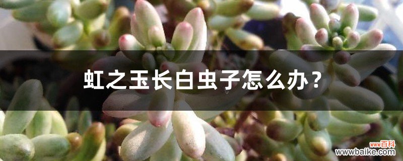 虹之玉长白虫子怎么办？