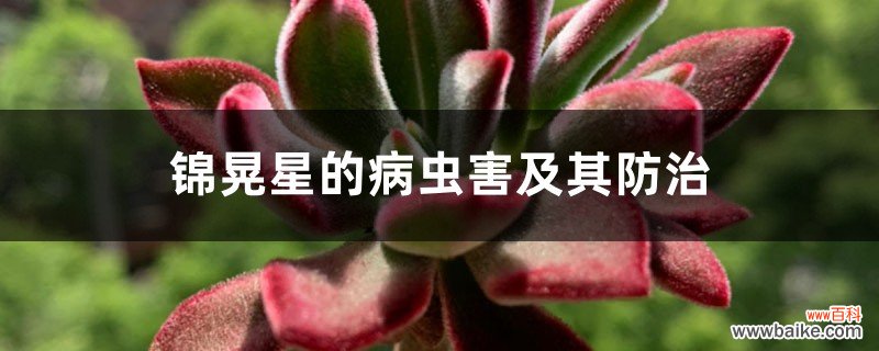 锦晃星的病虫害及其防治