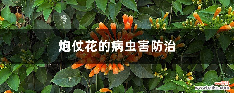 炮仗花的病虫害防治