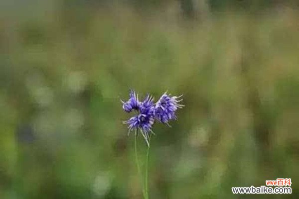 木香薷的病虫害防治