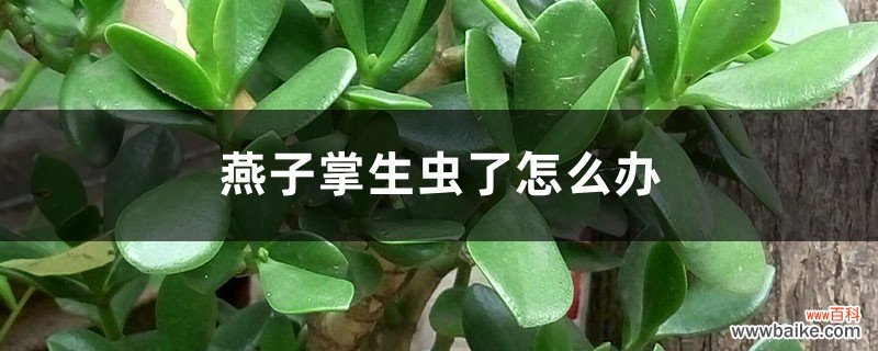 燕子掌生虫了怎么办