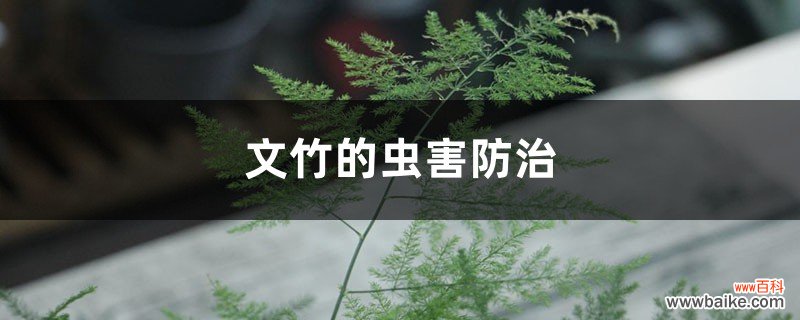 文竹的虫害防治