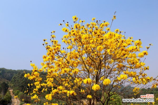 黄花风铃木的病虫害防治