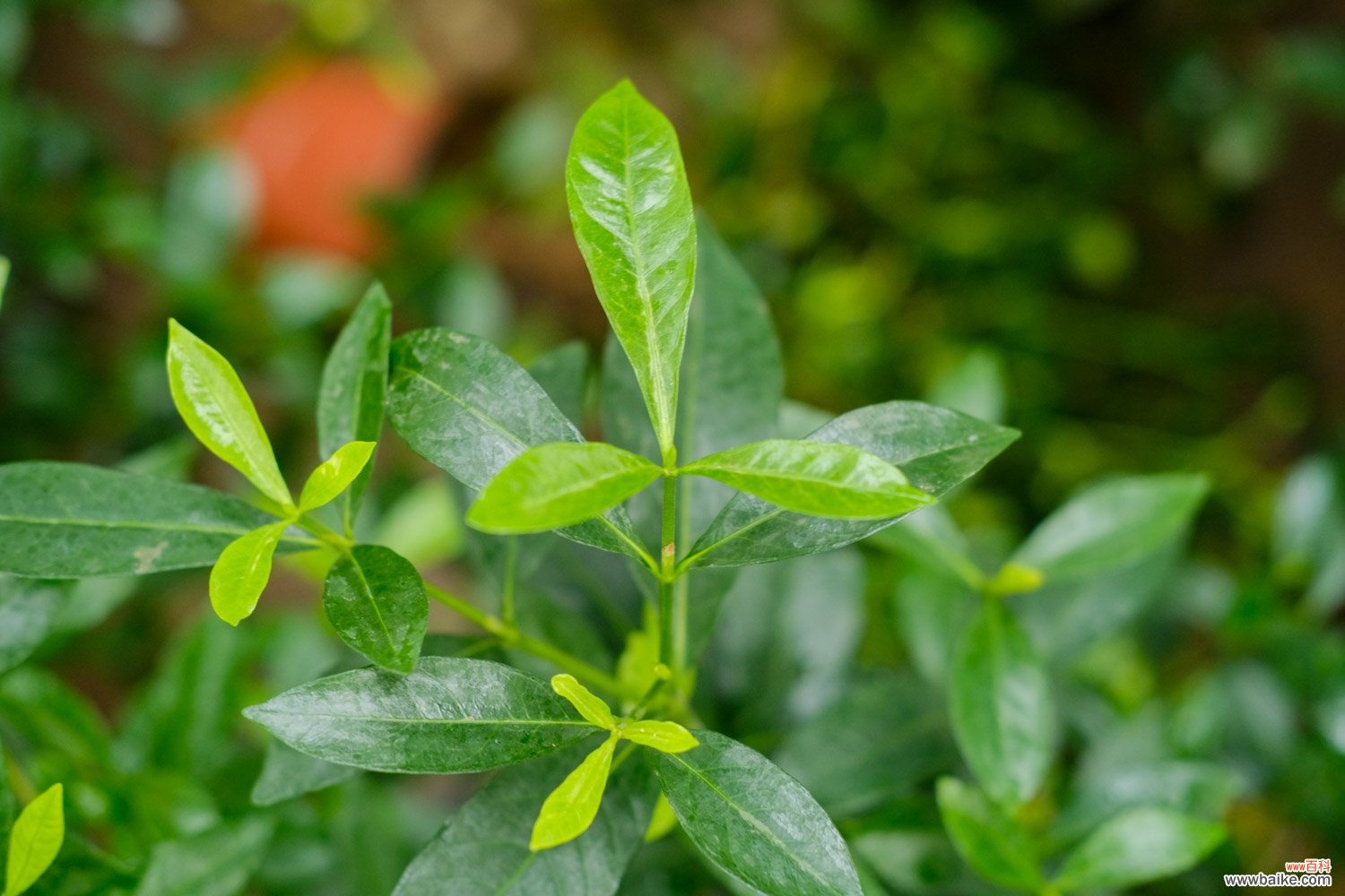 栀子花长白粉虱怎么办