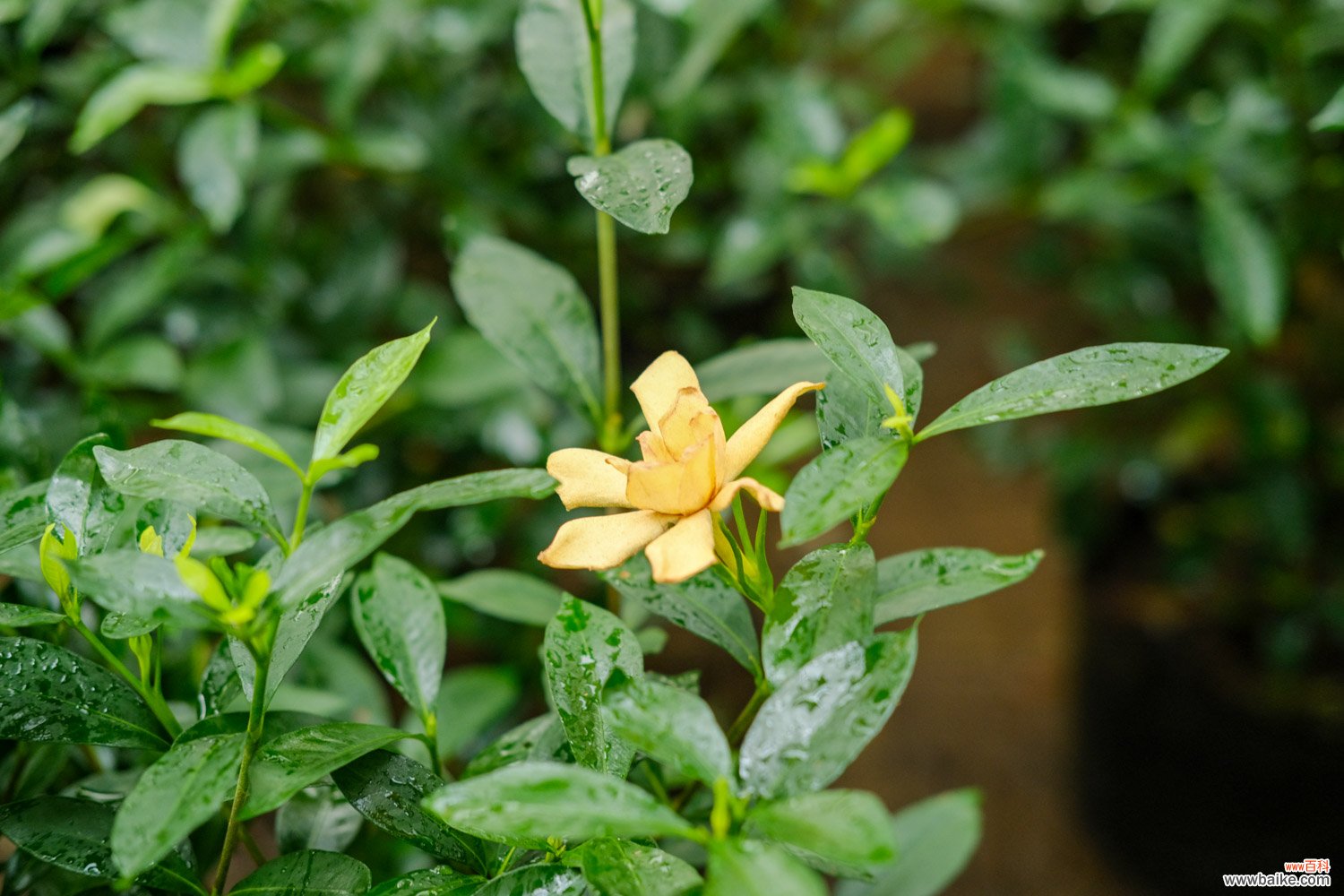 栀子花长白粉虱怎么办