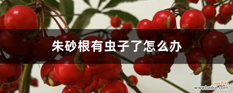 朱砂根有虫子了怎么办