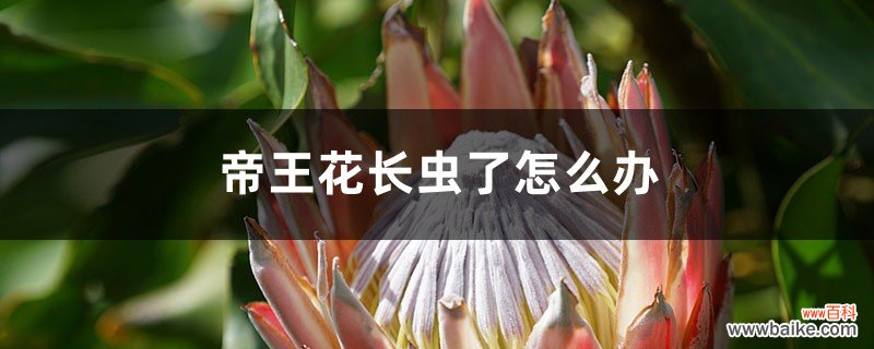 帝王花长虫了怎么办