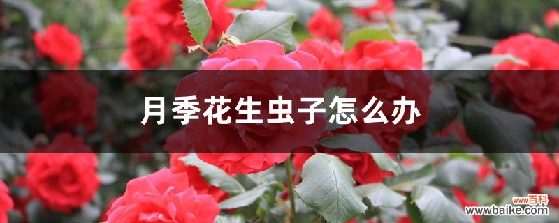 月季花生虫子怎么办