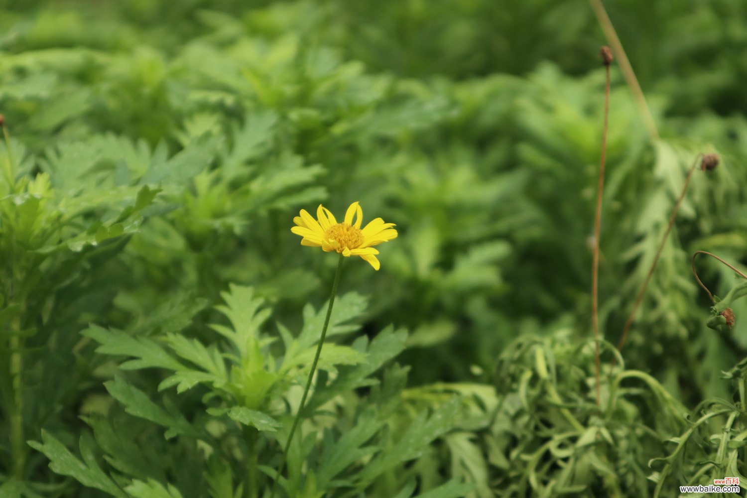 菊花里面的小黑虫是什么，怎么去除