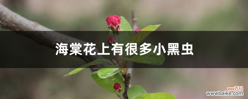 海棠花上有很多小黑虫怎么办