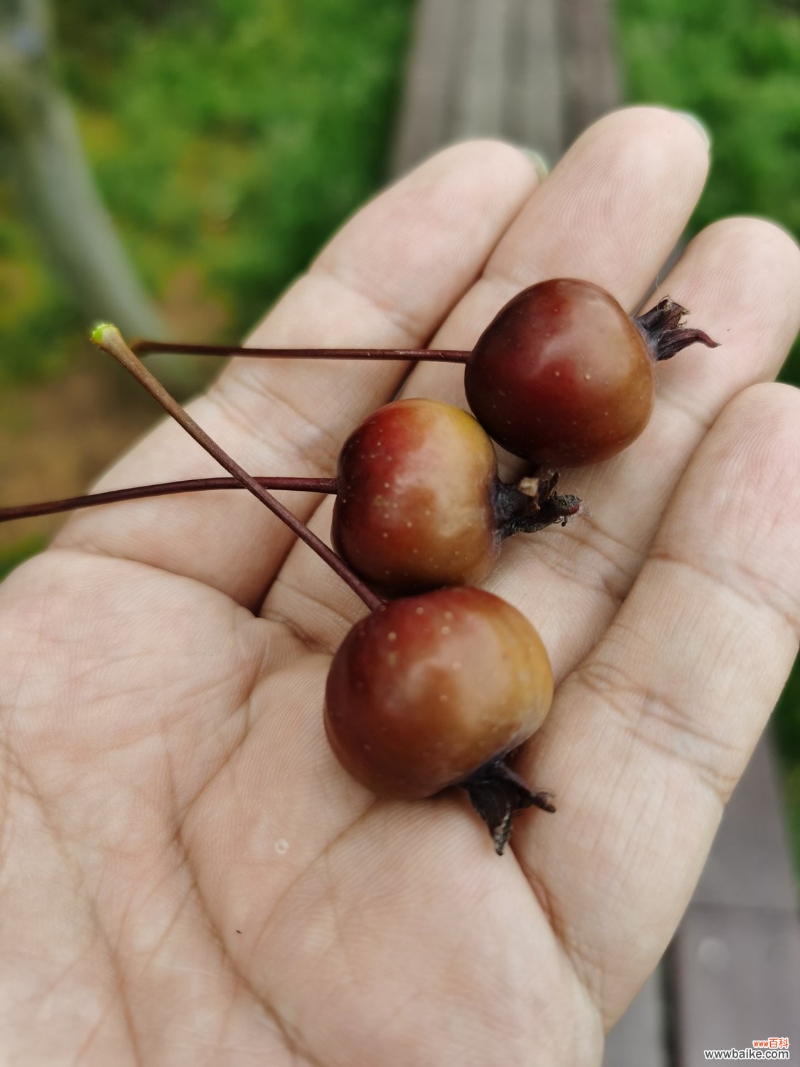 海棠花上有很多小黑虫怎么办