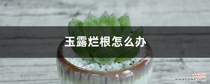 玉露烂根怎么办