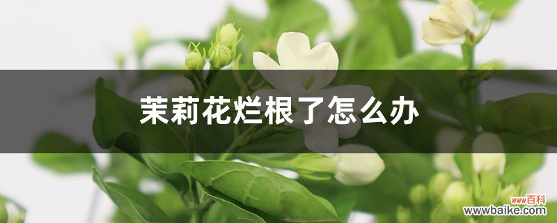 茉莉花烂根了怎么办